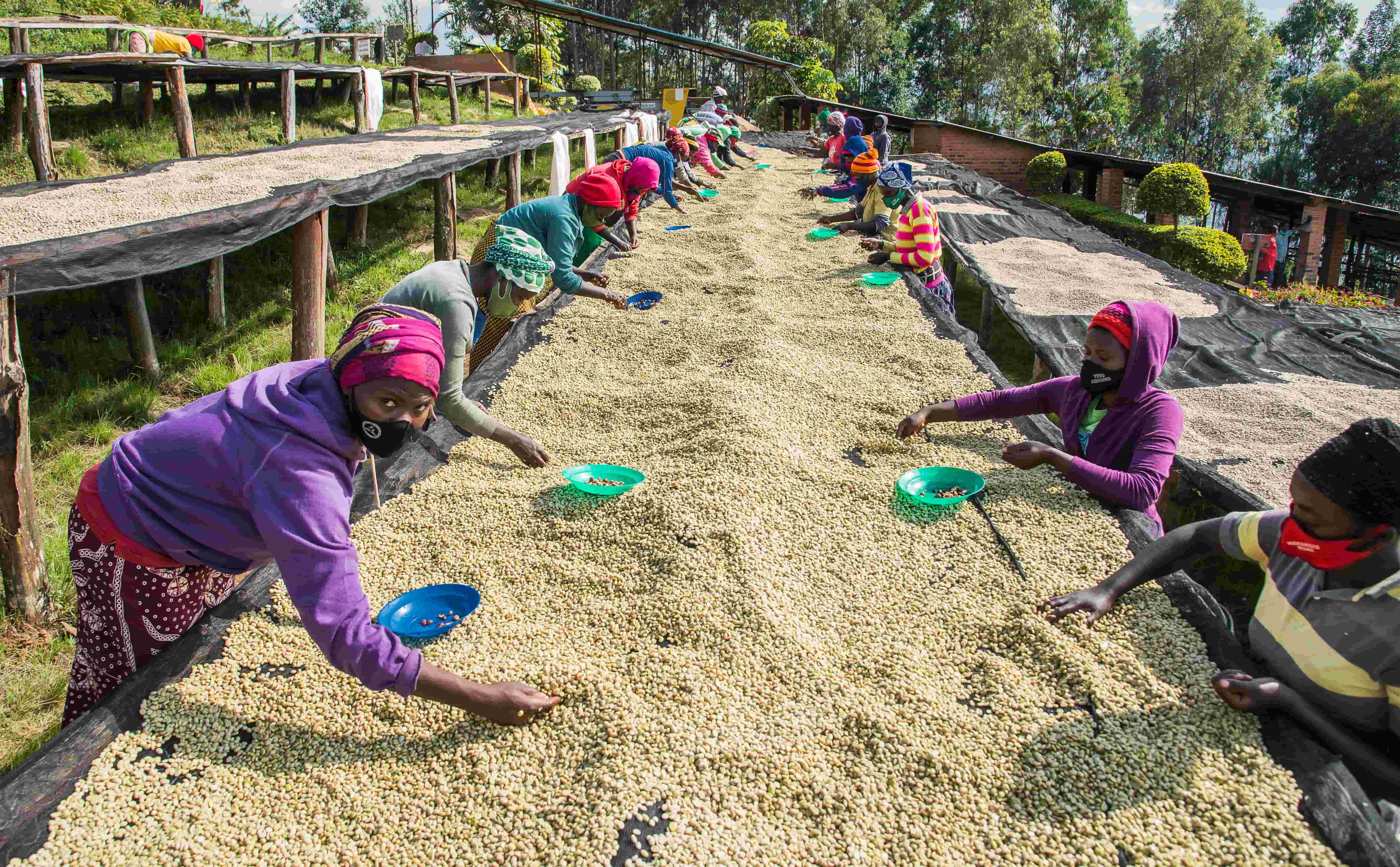 Café El Greengo Bio