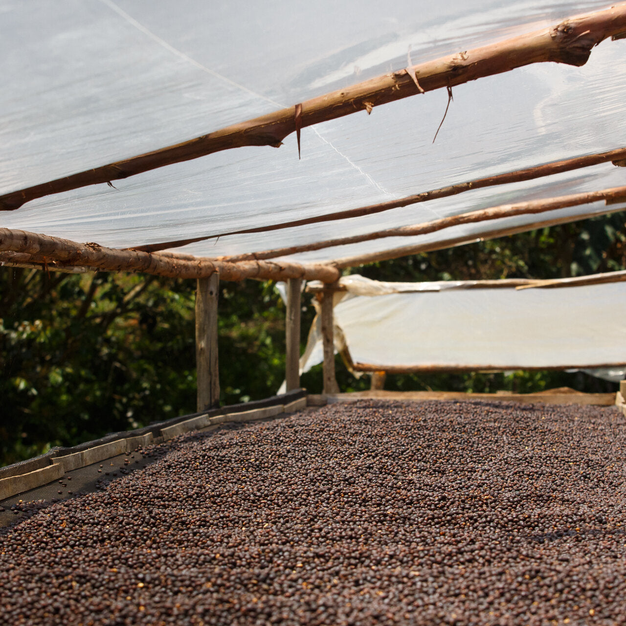 Café Santo Curupira