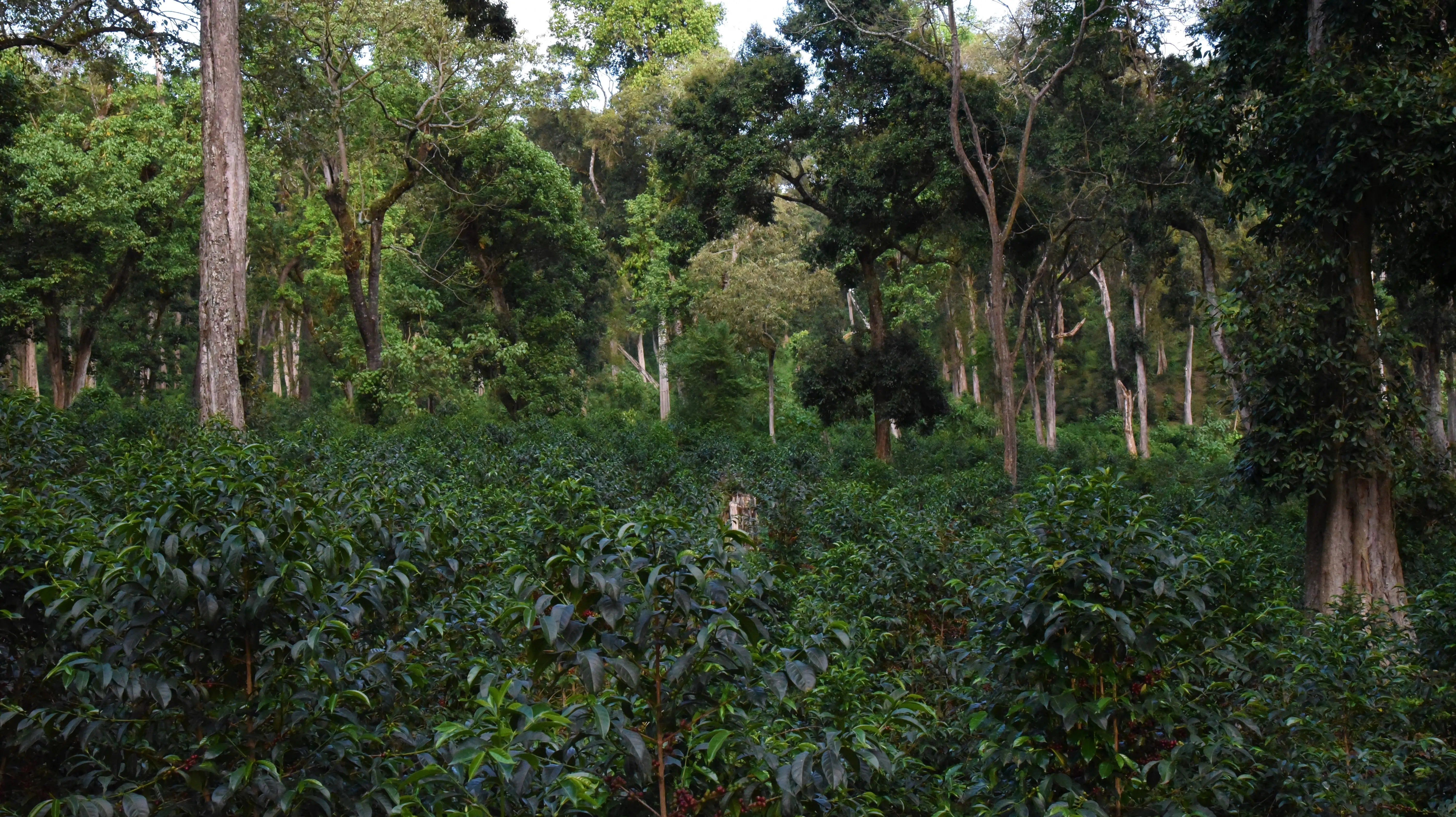 Pourquoi choisir un café de forêt ? Comprendre l’agroforesterie et ses 3 niveaux