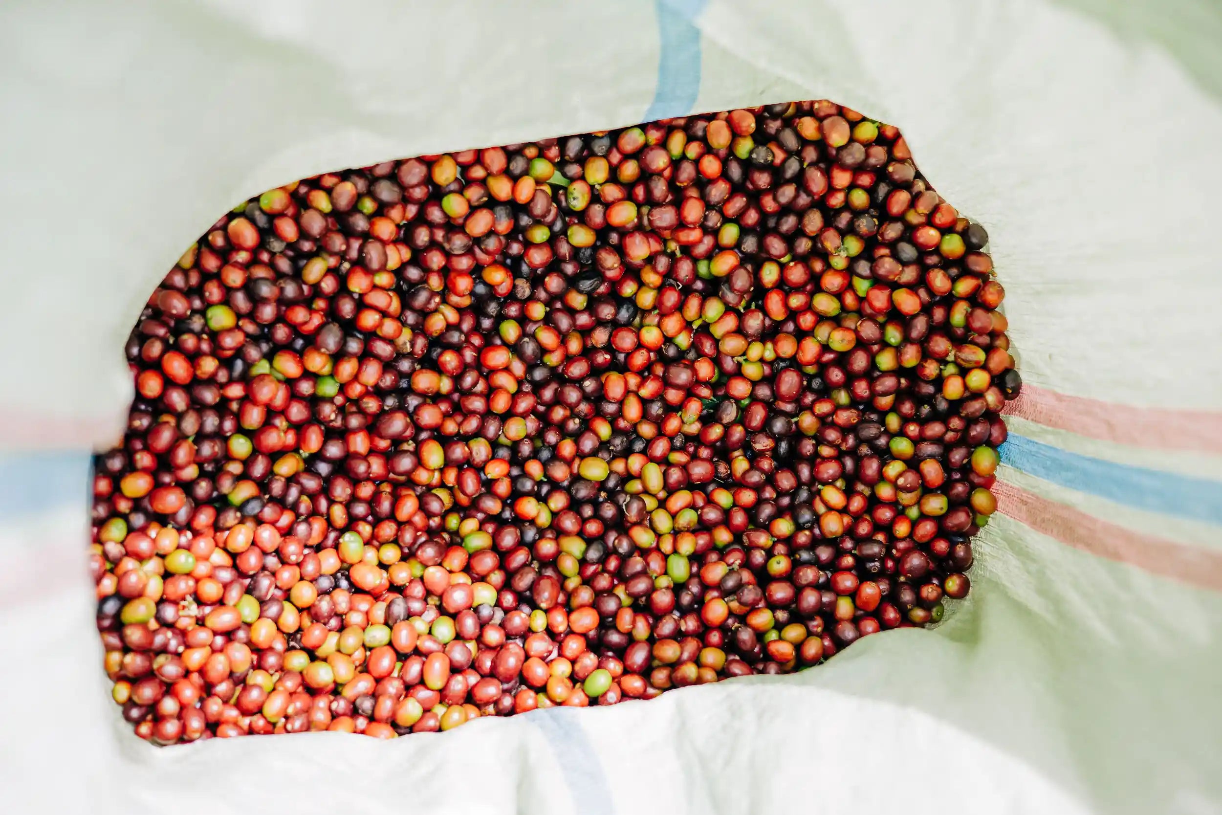 Cerises de caféier rouges