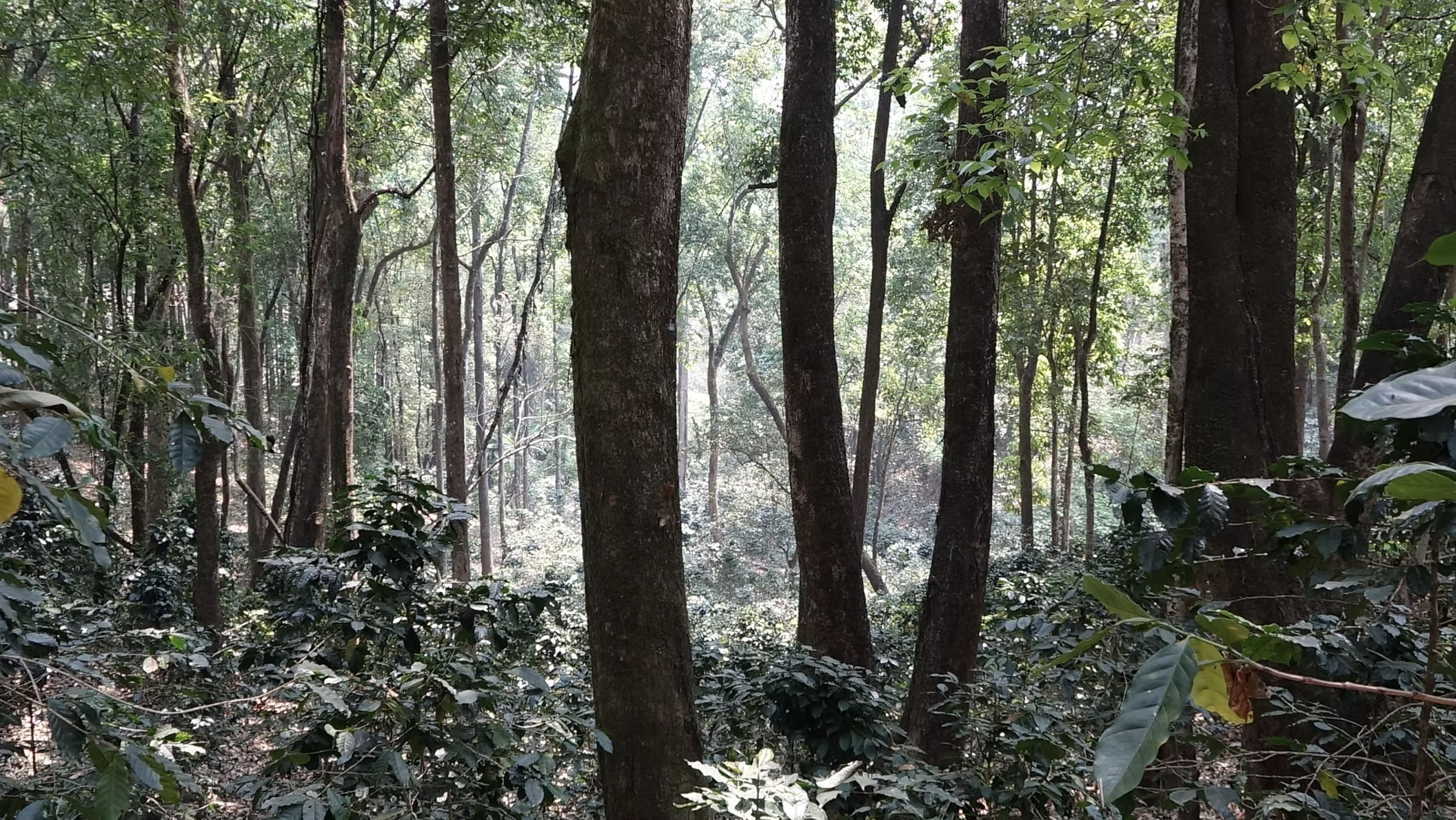 Café du moment : Golden