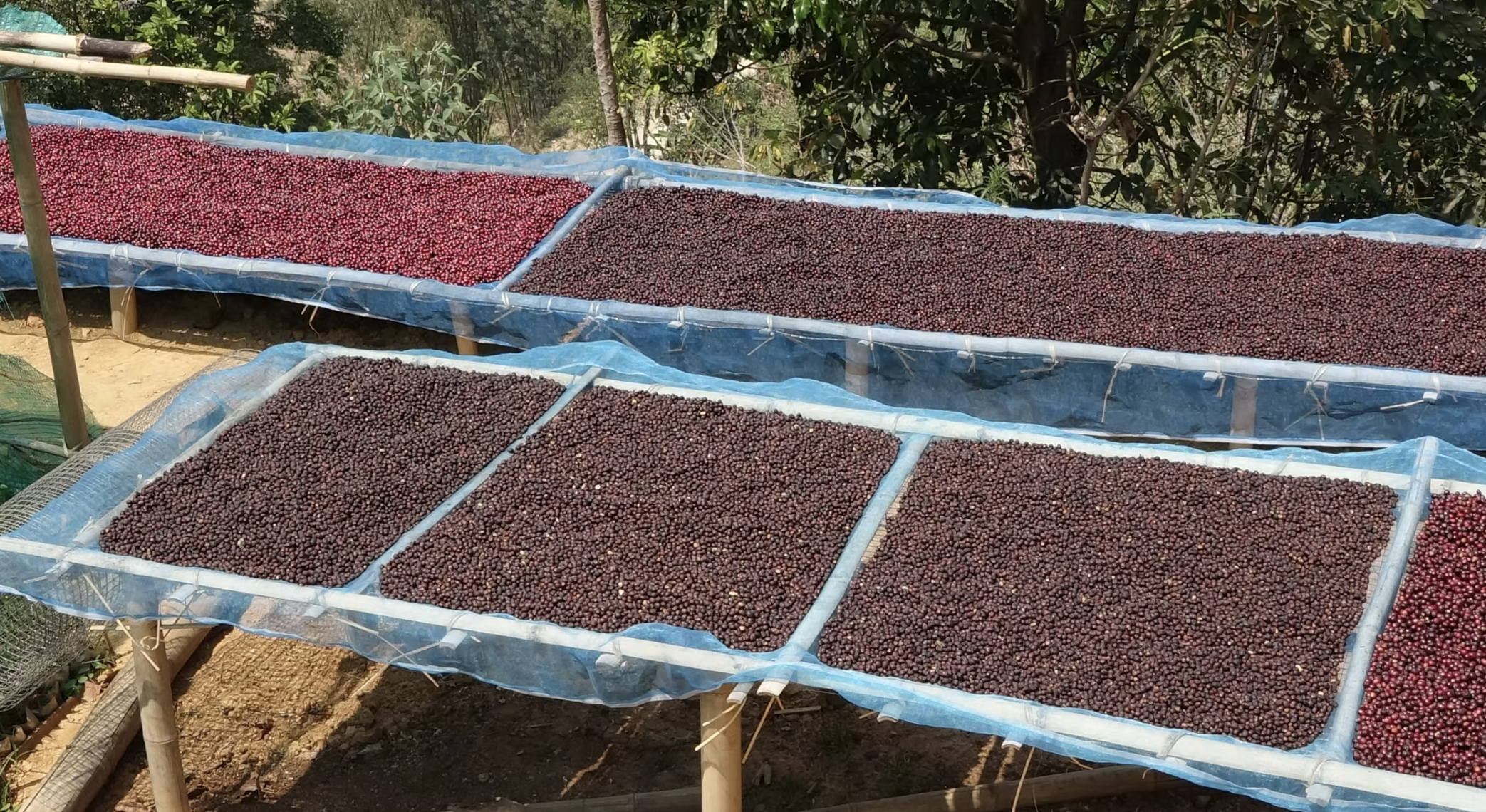 Café du moment : Golden