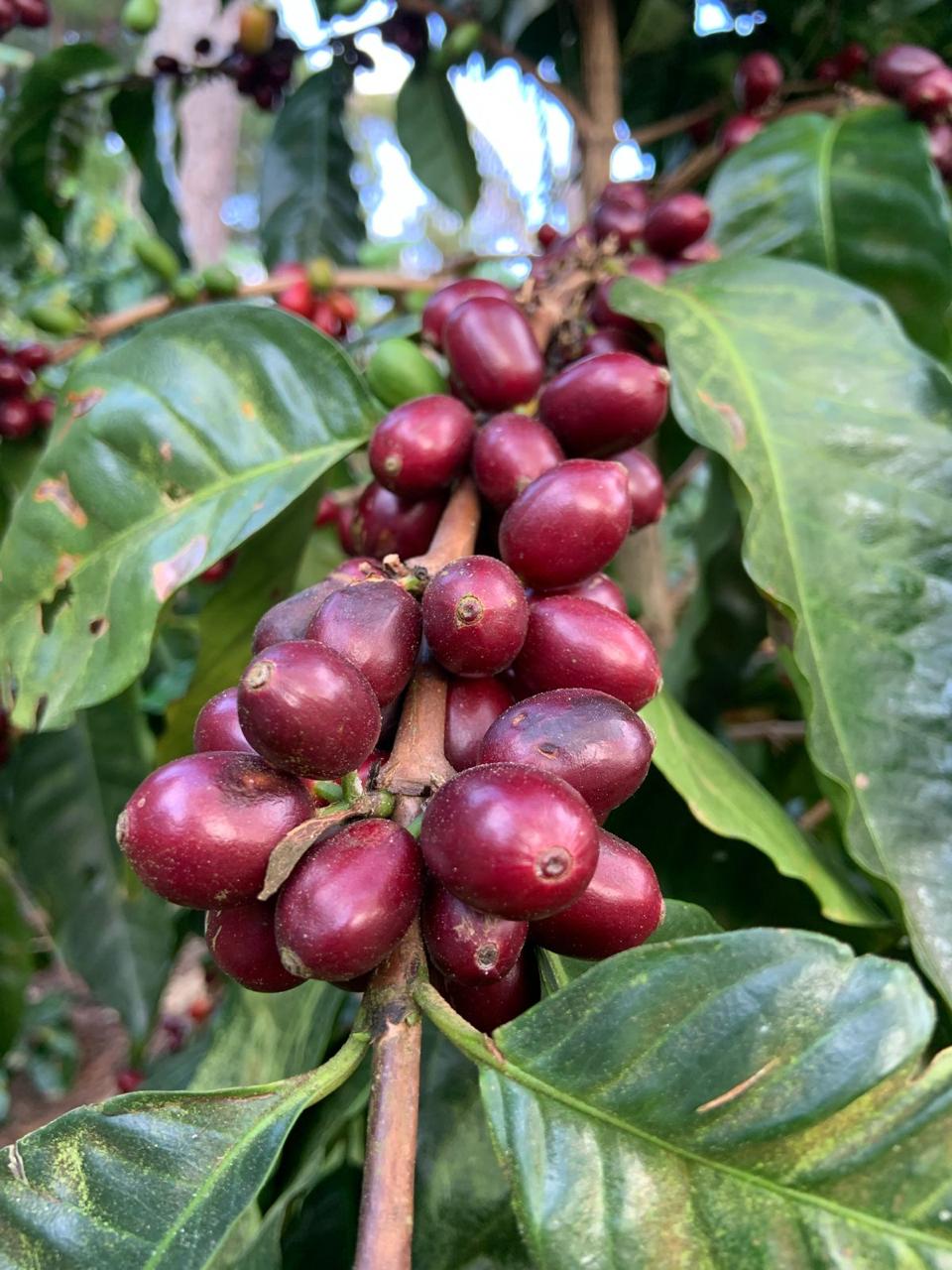 Café Bénédiction